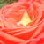 Orange - Rosiers hybrides de thé - Queen of Roses®